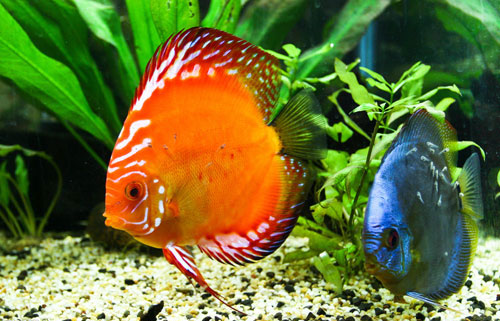 居家养鱼风水考究，，，怎么养鱼招财气？？？