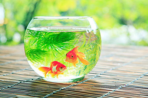居家养鱼风水考究，，，怎么养鱼招财气？？？